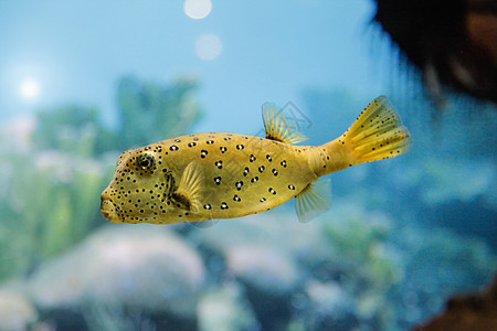 黄箱鱼生活河豚少年荒野立方体野生动物水族馆热带潜水海洋图片