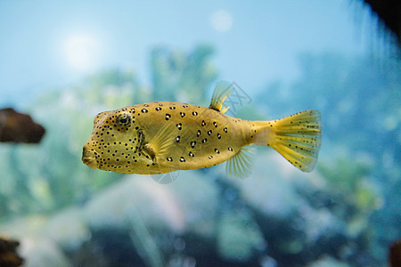 黄箱鱼水族馆生活盐水荒野海洋动物河豚野生动物斑点珊瑚图片