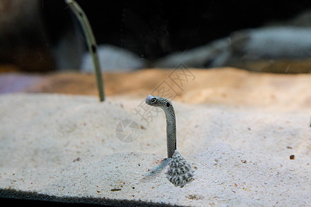 水下花园Eel野生动物宏观动物潜水宠物水族馆生活蓝色荒野世界图片