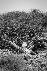 在澳大利亚角山脉国家公园的Yardie溪上 长着黑白尖刺的老扭曲树图片
