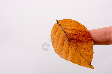 手握着白色背景的干枯秋叶黄色树叶干叶植物水彩叶子季节棕色背景图片