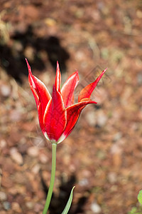春天红色郁金香花瓣花店植物园艺公园植物群生长场地花朵季节图片