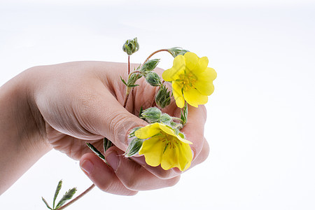 握着黄花的手花朵季节生长绿色黄色植物场地花园草地花瓣图片