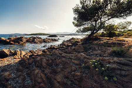 带松树的岩石海滩海岸线海景天堂旅游蓝色沿海石头旅行海洋晴天图片