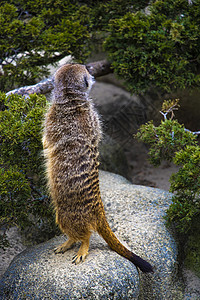 Meerkat站在后腿上抬头看哺乳动物警卫动物园警报野生动物沙漠手表石头棕色荒野图片