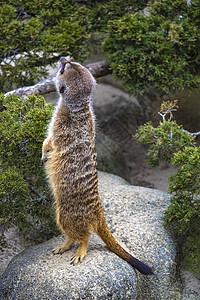 Meerkat站在后腿上抬头看毛皮眼睛动物园野生动物警报猫鼬公园荒野食肉动物图片