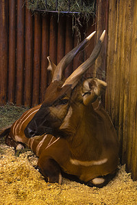 动物园里的一只邦戈 一只羚羊图片