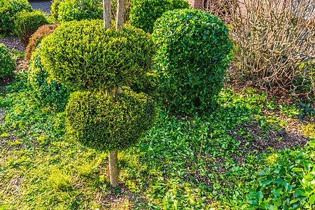 花园维修 带装饰圆形的锥形树管林木和圆形图片