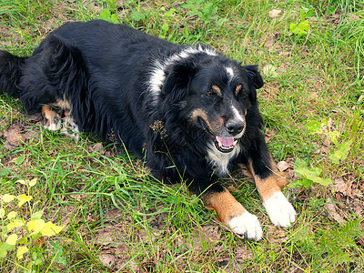 伯纳森南汉的大黑狗 躺在草地草坪上图片