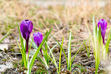 在阳光明媚的春日 在草坪上露出紫花朵紫丁香太阳公园植物花园红花绿色园艺季节草地图片