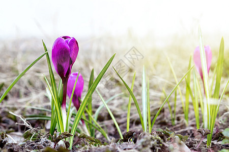 春日 在草坪上露出紫色的花朵季节园艺灯泡植物公园红花紫丁香植物群绿色草地图片