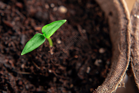 纸锅中胡椒植物的小芽 顶层景色植物学树苗花园园艺农业晴天生长生态新生活农场图片