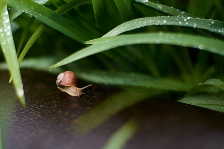 在绿草上下雨后院子里的海豹 撒着大量的露水滴动物运动环境季节动物群雨滴花园速度森林粘液图片