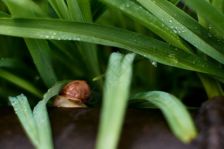 在绿草上下雨后院子里的海豹 撒着大量的露水滴动物螺旋季节鼻涕虫雨滴环境宏观动物群叶子速度图片