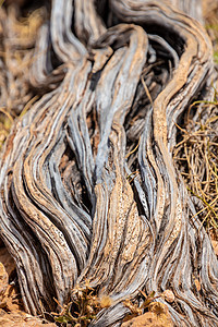 澳大利亚角山脉国家公园几乎已死亡的干枯树干图片