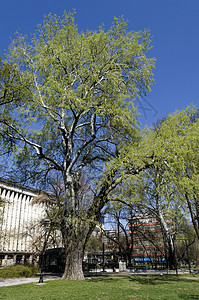 花园中春光的旧银枝或Betula alba单树地面植物群树干天空植物建筑荒野白桦季节黑色图片