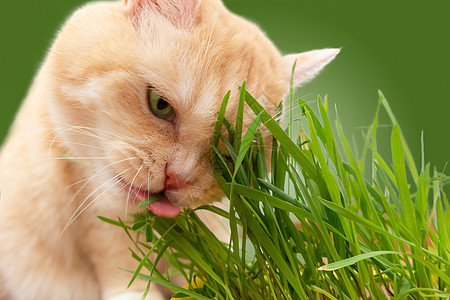 美丽的奶油小猫 在绿色背景下吃新鲜草地图片