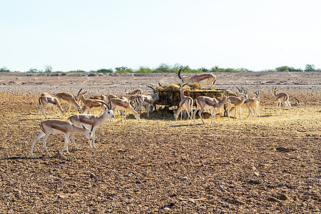 阿拉伯联合酋长国Bani Yas爵士岛一个游乐园中的Antellope群喇叭动物濒危配种幼兽草原野生动物动物群旅游荒野图片