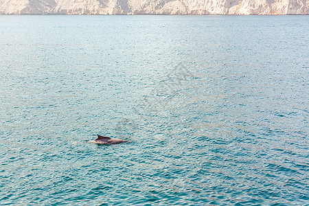 海豚在阿曼湾水中玩弄游戏巡航沙漠冒险旅行海湾旗帜天空峡湾跳跃海洋图片