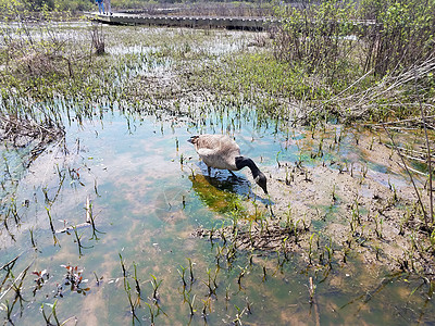 用植物和藻类在泥水中吃鹅湿地动物沼泽野生动物图片