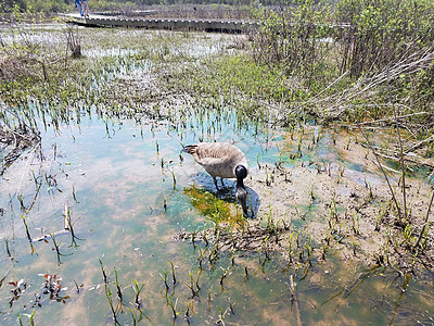 用植物和藻类在泥水中吃鹅沼泽湿地野生动物动物图片