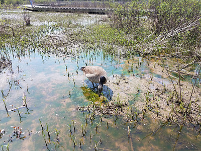 用植物和藻类在泥水中吃鹅沼泽野生动物动物湿地图片