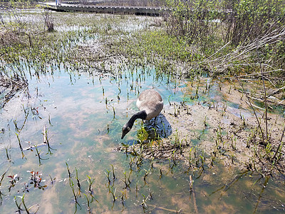 用植物和藻类在泥水中吃鹅动物湿地沼泽野生动物图片
