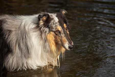 美丽的山羊 长头发在自然界外出智力小狗棕色跑步黑色毛皮家庭朋友白色长发图片