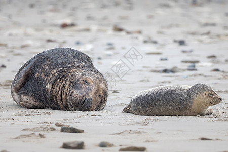 海豹灰海豹在赫尔戈兰的海滩上海岸沙丘自然保护区季节性野生动物保护荒野哺乳动物捕食者动物图片