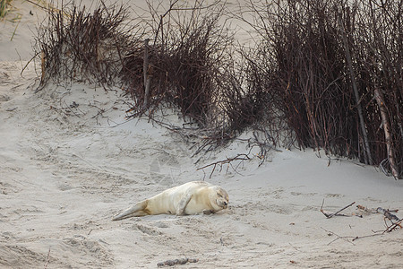 海豹灰海豹在赫尔戈兰的海滩上荒野动物群季节性海岸主题自然保护区捕食者野生动物哺乳动物动物图片