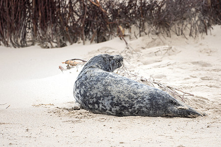 海豹灰海豹在赫尔戈兰的海滩上哺乳动物动物群自然保护区保护海岸动物季节性荒野野生动物捕食者图片