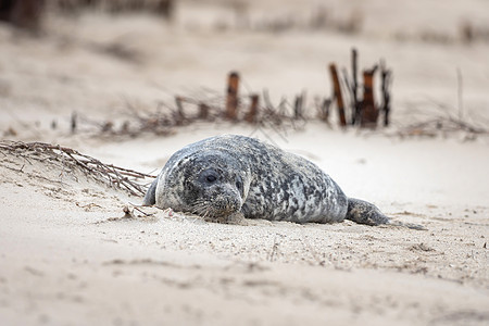 海豹灰海豹在赫尔戈兰的海滩上沙丘捕食者荒野季节性动物群哺乳动物动物自然保护区海岸野生动物图片