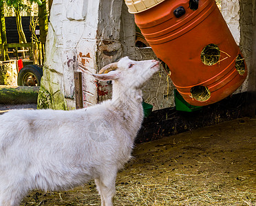 白山羊吃用塑料桶干干干草 简单的农场动物喂养办法图片