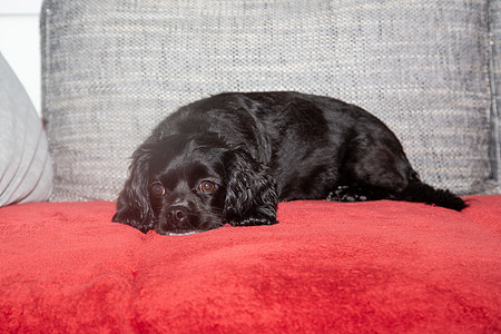 一只小黑狗躺在沙发上宠物最好的朋友黑色动物成人主题小狗家庭说谎哺乳动物图片
