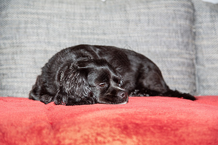 一只小黑狗躺在沙发上犬类成人毛皮朋友动物最好的朋友说谎家庭黑色宠物背景图片