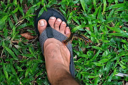 人们脚上被一只小虫咬伤动物疼痛昆虫捕食者风险花园痛苦天线绿色皮肤图片