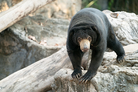 动物园的马里扬太阳胡子热带哺乳动物濒危捕食者杂食性情调荒野异国太阳熊马来人图片