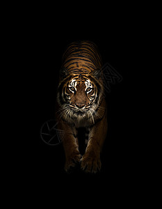 黑暗中的孟加拉虎哺乳动物猎人食肉野猫条纹荒野捕食者男性黑色野生动物图片