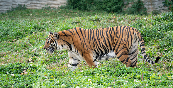 动物园中的孟加拉虎野猫荒野猎人野生动物食肉白色动物男性哺乳动物条纹图片