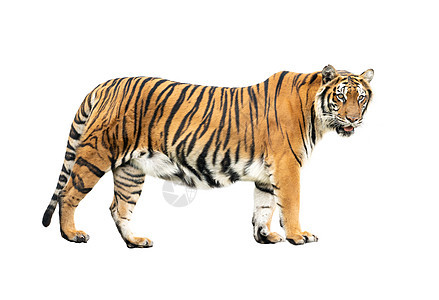 孤立的孟加拉虎猎人捕食者野猫橙子食肉荒野动物哺乳动物野生动物男性图片