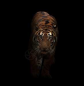 黑虎虾仁黑暗中的孟加拉虎条纹男性危险哺乳动物捕食者黑色毛皮荒野橙子猎人背景