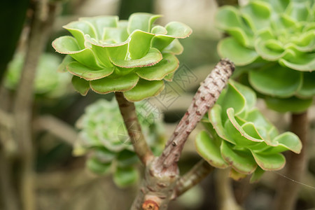 密闭的绿叶树苗生态绿色美丽荒野花园环境植物学生物学植物叶子图片