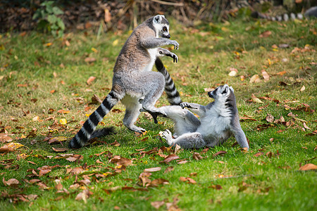 狐猴在外面草地上玩动物园尾巴毛皮囚禁黑与白野生动物濒危哺乳动物动物家畜图片