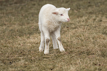 一只小绵羊站在草地上动物羊肉哺乳动物牧场羔羊农村羊毛喂养家畜场地图片