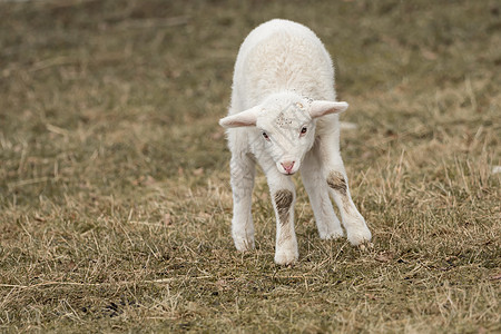 一只小绵羊站在草地上羊肉哺乳动物羔羊牧场国家农场新生场地羊毛农村图片