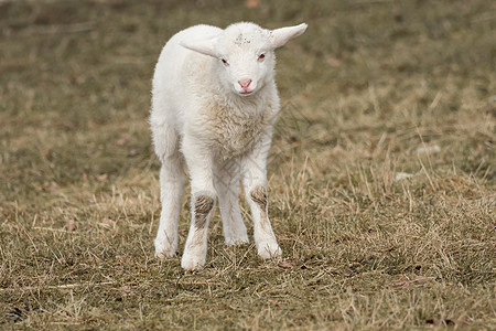 一只小绵羊站在草地上羊肉农村国家新生哺乳动物羔羊婴儿动物羊毛家畜图片