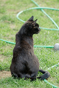 一只黑棕猫坐在花园里自然黑色宠物荒野动物草地站立生物生活黑猫图片