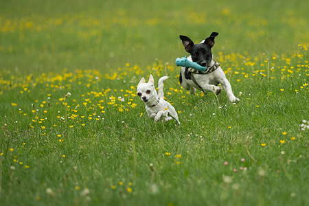 Jack Russel和吉娃娃一起玩哺乳动物犬类跑步成人动物宠物小猎犬活动花园朋友图片