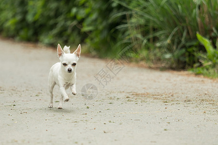外面有个白色的小吉娃娃在玩喜悦自然小狗毛皮宠物幸福草地乐趣运动哺乳动物图片