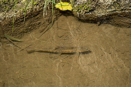 阳光下小河里的一条鱼图片